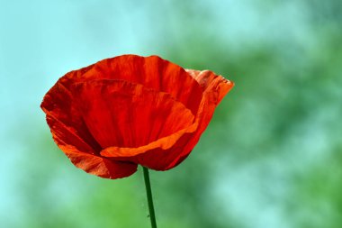 Bulanık arka plan üzerinde haşhaş çiçeği yakın çekim