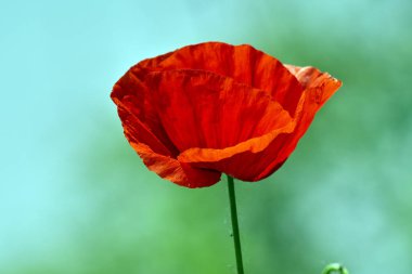 Bulanık arka plan üzerinde haşhaş çiçeği yakın çekim