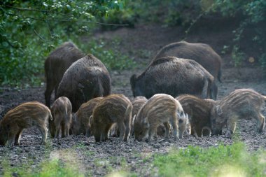 Vahşi domuz sürüsü ormanda yiyecek arıyor.