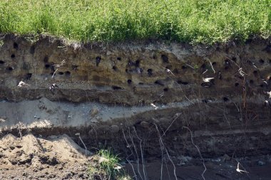 Kum martins, Riparia riparia, gündüz çamur bankasında koloni 