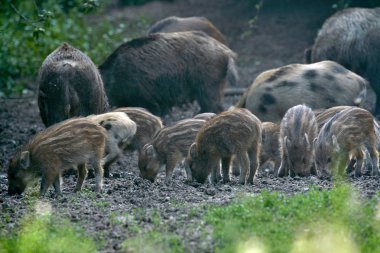 Vahşi domuz sürüsü ormanda yiyecek arıyor.