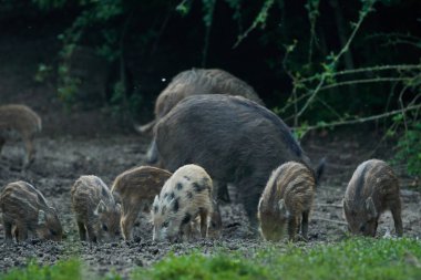 Vahşi domuz sürüsü ormanda yiyecek arıyor.