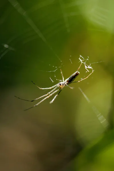Yakın Çekim Web Asılı Bir Zehirli Örümcek — Stok fotoğraf