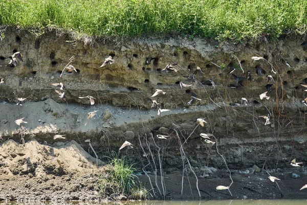 Sand Martins Riparia Riparia Colony Mud Bank Daytime — Stock Photo, Image