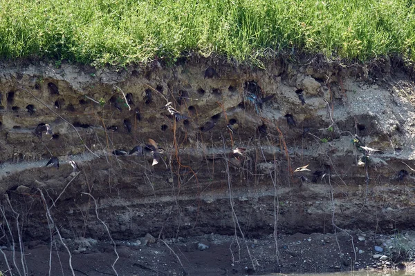 Sand Martins Riparia Riparia Colony Mud Bank Daytime — Stock Photo, Image