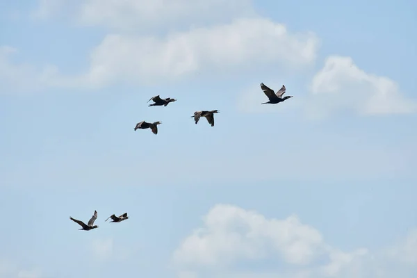 Kormoran Phalacrocorax Carbo Flug Gegen Den Blauen Himmel — Stockfoto
