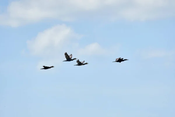 グレートコーモラント ファラクロコラックスカルボ 青空に対する飛行中 — ストック写真
