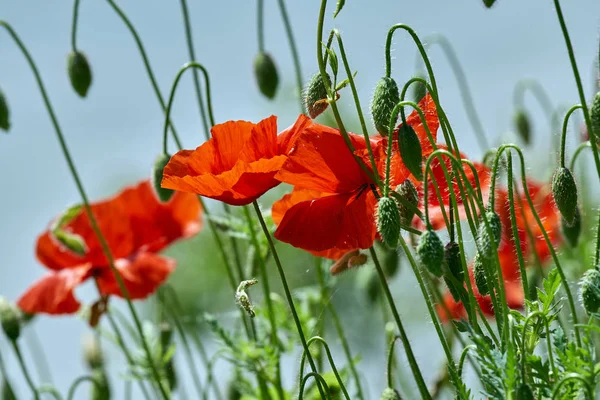 Närbild Vallmo Blommor Över Suddig Bakgrund — Stockfoto