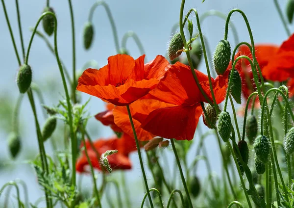 Primer Plano Las Flores Amapola Sobre Fondo Borroso — Foto de Stock