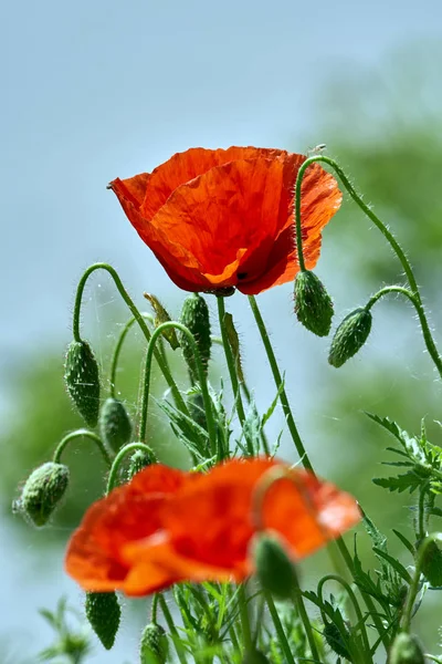 Närbild Vallmo Blommor Över Suddig Bakgrund — Stockfoto