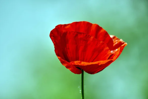 Primer Plano Flor Amapola Sobre Fondo Borroso — Foto de Stock