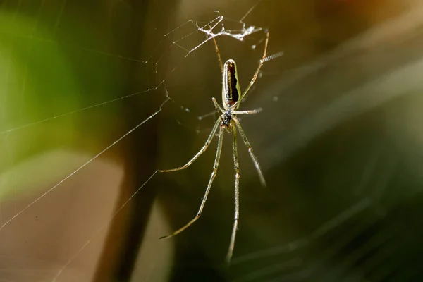 挂在它的 Web 蜘蛛的特写镜头 — 图库照片