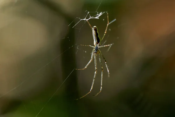 Yakın Çekim Web Asılı Bir Zehirli Örümcek — Stok fotoğraf