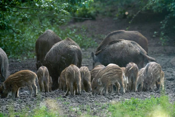 Herd Wilde Zwijnen Die Wortelen Het Bos Voor Voedsel — Stockfoto