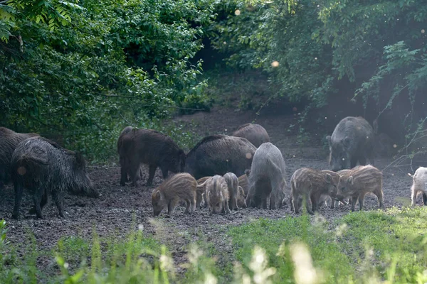 Manada Porcos Selvagens Enraizando Floresta Para Comida — Fotografia de Stock