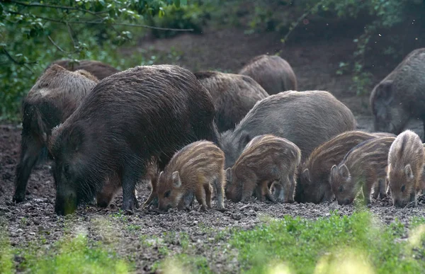 Herd of wild hogs rooting in the forest for food