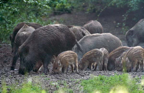 Herd of wild hogs rooting in the forest for food