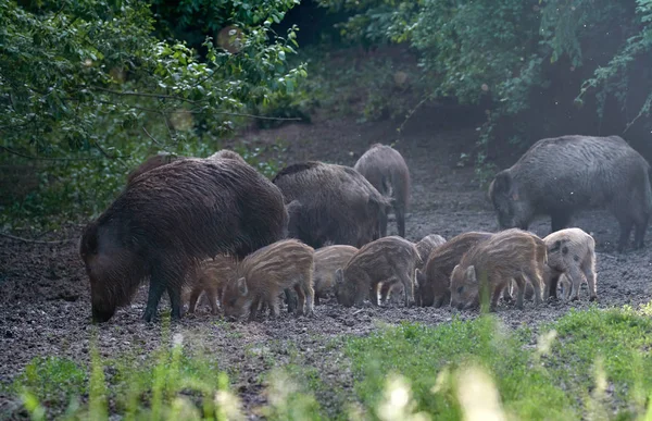 Herd of wild hogs rooting in the forest for food