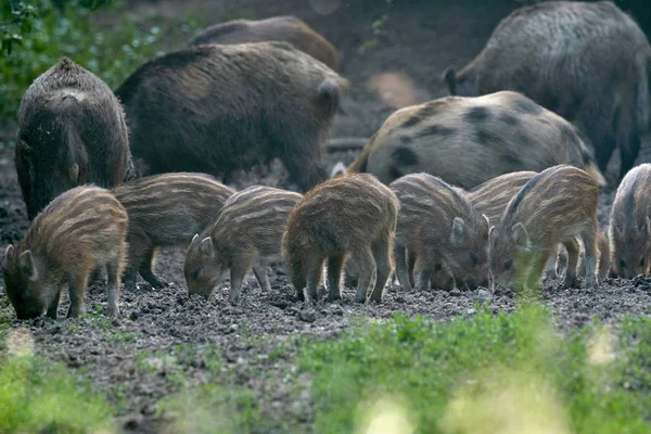 Herd Wilde Zwijnen Die Wortelen Het Bos Voor Voedsel — Stockfoto