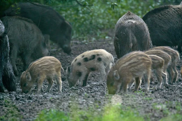 成群的野猪在森林里生根觅食 — 图库照片