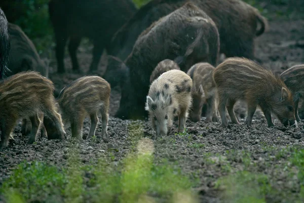 成群的野猪在森林里生根觅食 — 图库照片