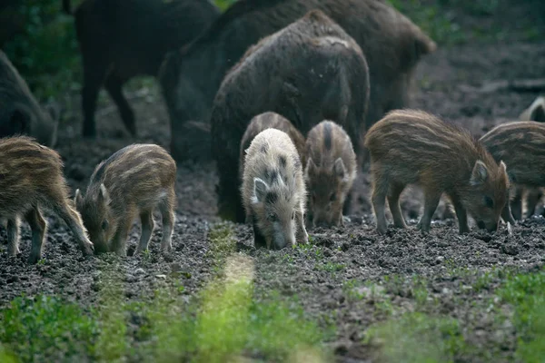 Herd Wilde Zwijnen Die Wortelen Het Bos Voor Voedsel — Stockfoto