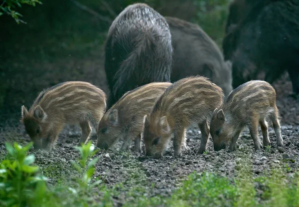 Herd of wild hogs rooting in the forest for food