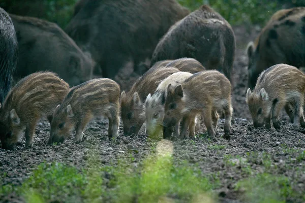 Manada Porcos Selvagens Enraizando Floresta Para Comida — Fotografia de Stock