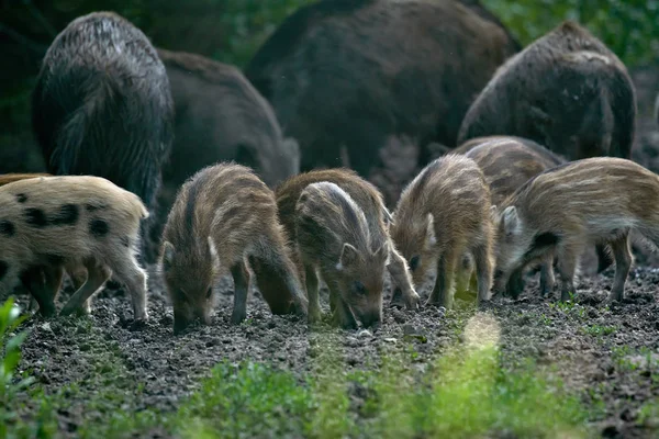 Manada Porcos Selvagens Enraizando Floresta Para Comida — Fotografia de Stock