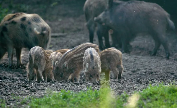 Herd of wild hogs rooting in the forest for food