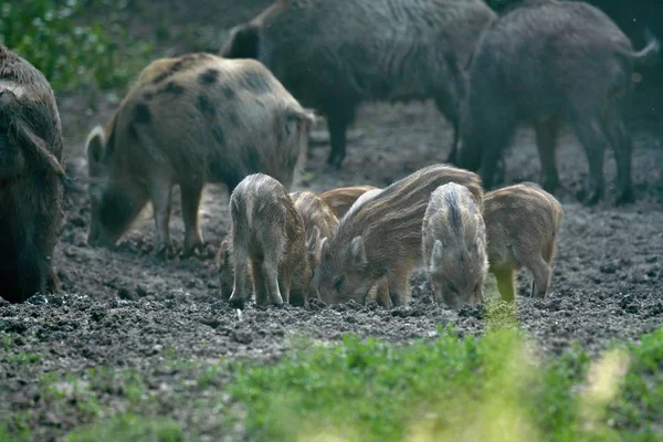 Manada Cerdos Salvajes Enraizándose Bosque Busca Alimento —  Fotos de Stock