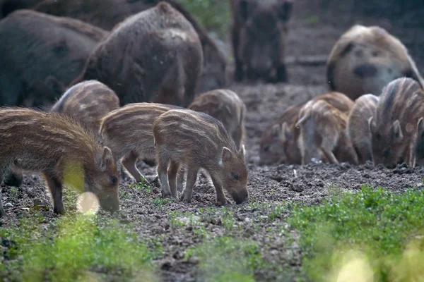 Manada Porcos Selvagens Enraizando Floresta Para Comida — Fotografia de Stock