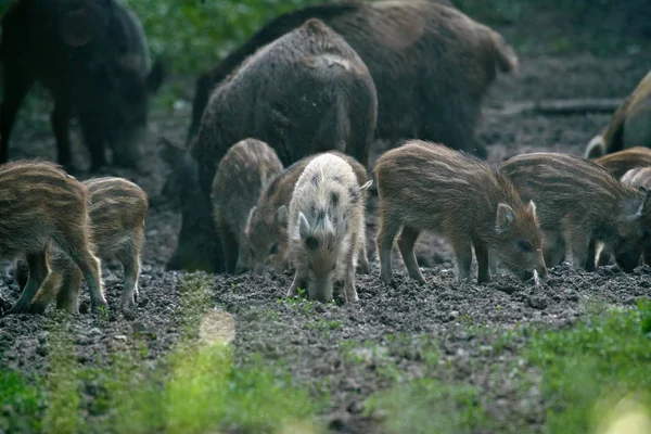 Herd Wilde Zwijnen Die Wortelen Het Bos Voor Voedsel — Stockfoto