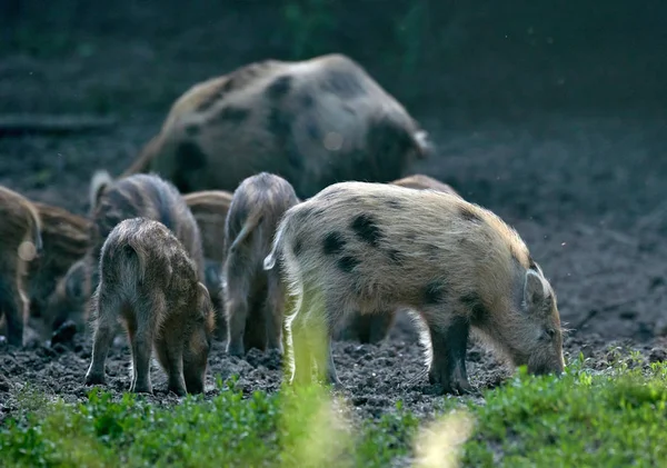 Stado Dzikich Świń Kipiących Lesie Poszukiwaniu Pożywienia — Zdjęcie stockowe