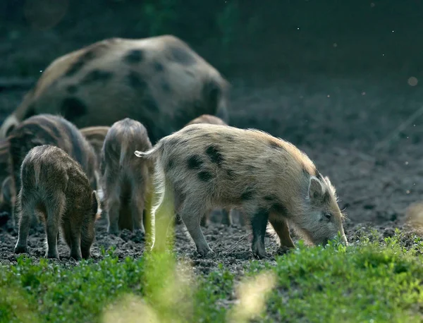 Herd Wild Hogs Rooting Forest Food — Stock Photo, Image