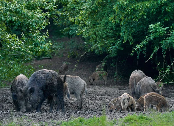 Herd of wild hogs rooting in the forest for food