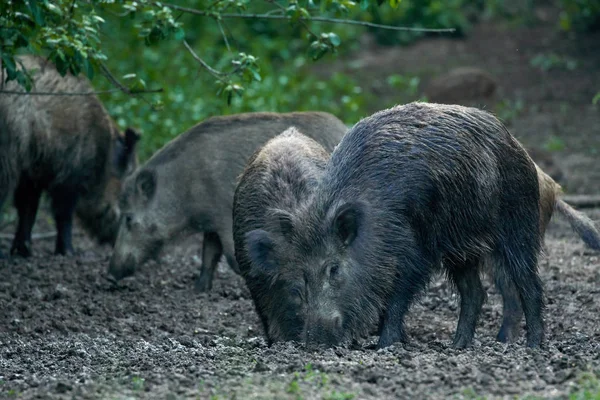 Herd Wild Hogs Rooting Forest Food — Stock Photo, Image