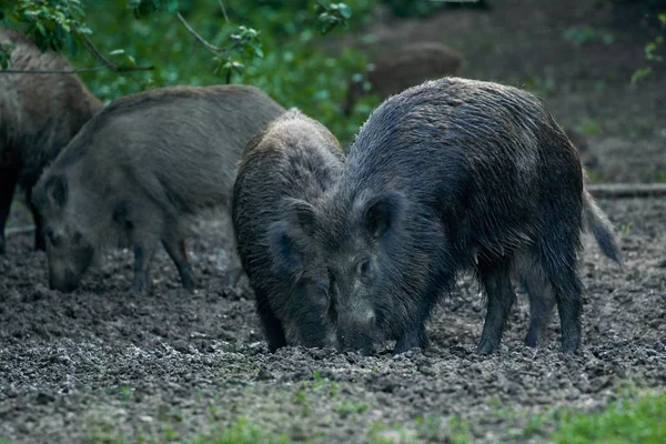 Troupeau Porcs Sauvages Enracinés Dans Forêt Pour Nourrir — Photo