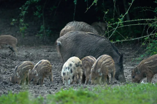 Manada Cerdos Salvajes Enraizándose Bosque Busca Alimento —  Fotos de Stock