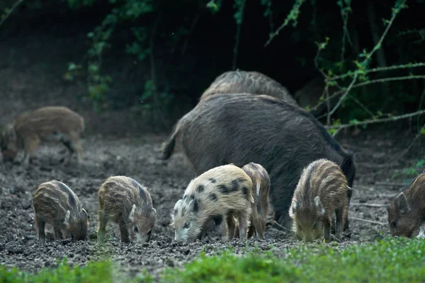 Troupeau Porcs Sauvages Enracinés Dans Forêt Pour Nourrir — Photo