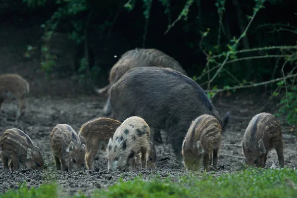 Troupeau Porcs Sauvages Enracinés Dans Forêt Pour Nourrir — Photo