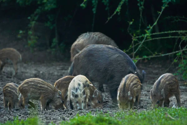 Manada Porcos Selvagens Enraizando Floresta Para Comida — Fotografia de Stock