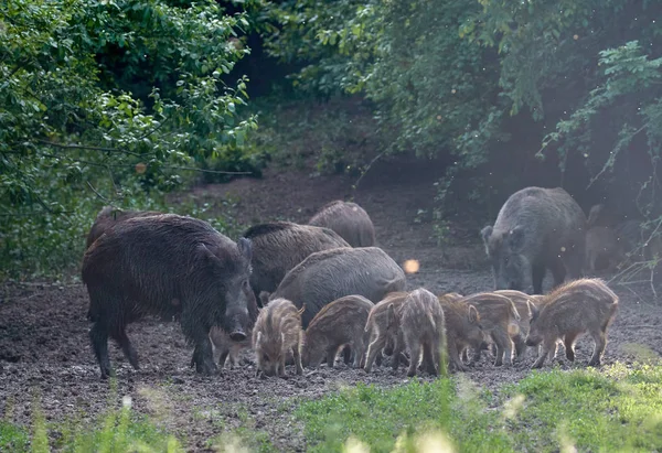 Troupeau Porcs Sauvages Enracinés Dans Forêt Pour Nourrir Photos De Stock Libres De Droits