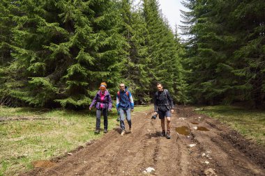 Sırt çantaları ile çam ormanlarında bir iz üzerinde yürüyüş ile Turistler