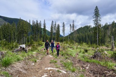 Sırt çantaları ile çam ormanlarında bir iz üzerinde yürüyüş ile Turistler