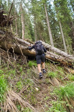 Ormanda bir iz üzerinde sırt çantası ile Yürüyüşçü