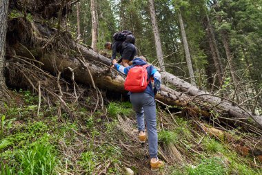 Sırt çantaları ile çam ormanlarında bir iz üzerinde yürüyüş ile Turistler