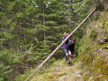 Sırt çantaları ile çam ormanlarında bir iz üzerinde yürüyüş ile Turistler