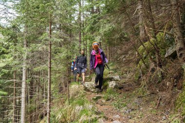 Sırt çantaları ile çam ormanlarında bir iz üzerinde yürüyüş ile Turistler