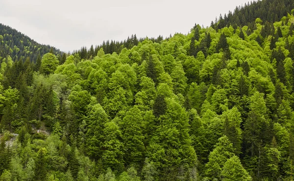 Paisagem Com Montanhas Cobertas Florestas — Fotografia de Stock